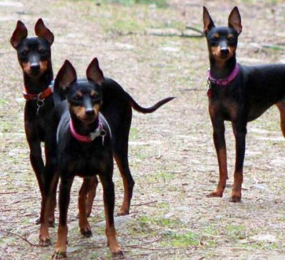 the Breed – English Toy Terrier Club 